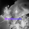 69 Raven 13, independent escort in Lismore Heights NSW – photo 7