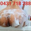 Sah, independent escort in Adelaide SA – photo 14