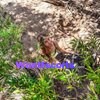 Zoe Zest, independent escort in Brisbane QLD – photo 3